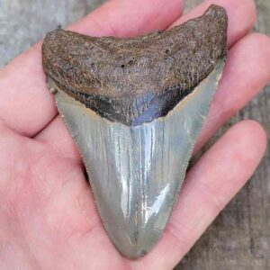 3 Inch Megalodon Shark Tooth