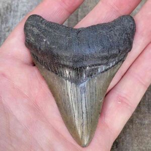 3 Inch Megalodon Shark Tooth