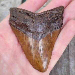 Megalodon Shark Tooth