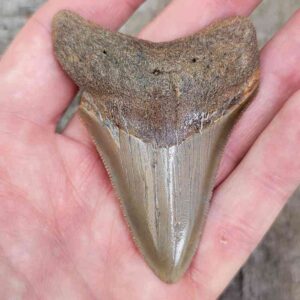 Megalodon Shark Tooth