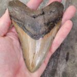 Megalodon Tooth