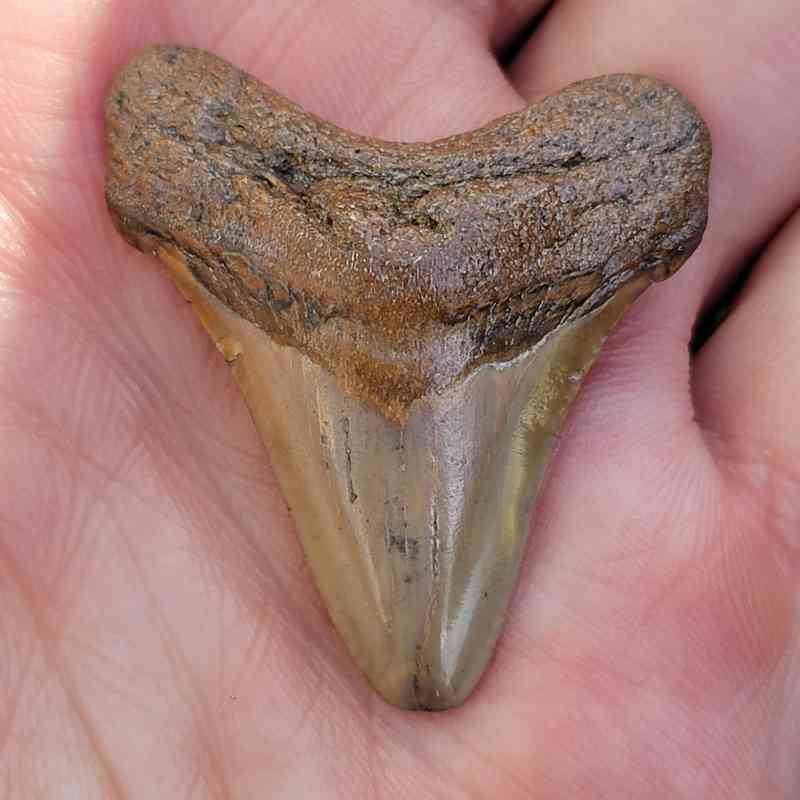 Megalodon Shark Tooth