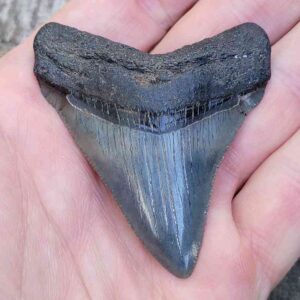 2 1/2 Inch Megalodon Tooth