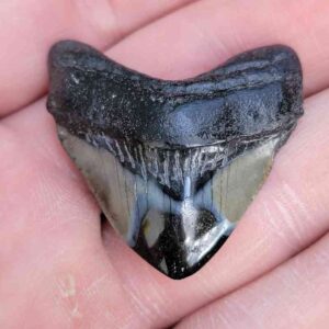 Polished 1" Megalodon Teeth