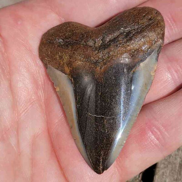 2.5 Inch Polished Megalodon Teeth