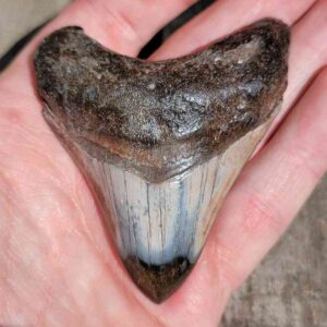 Polished Megalodon Tooth