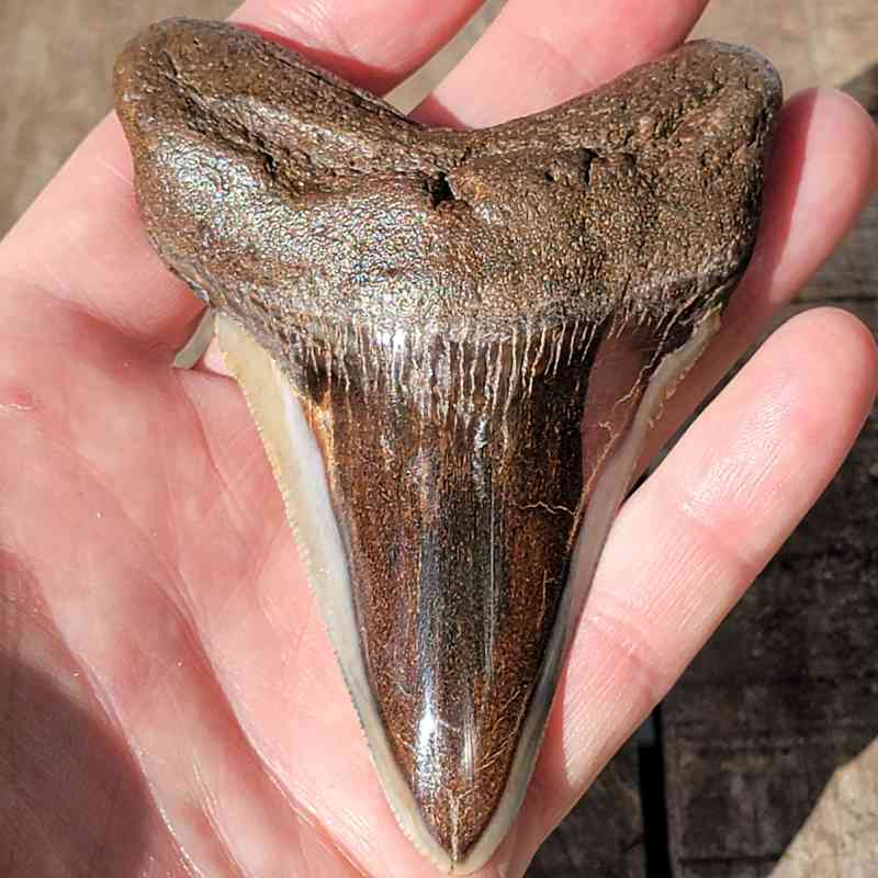 Polished 4 Inch Megalodon Tooth