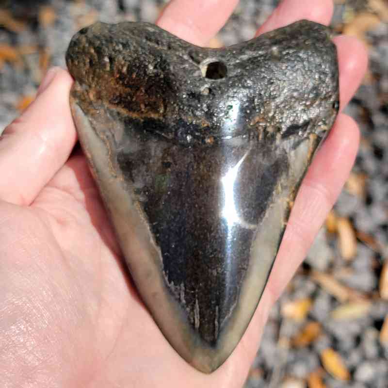 4.5 inch polished megalodon tooth