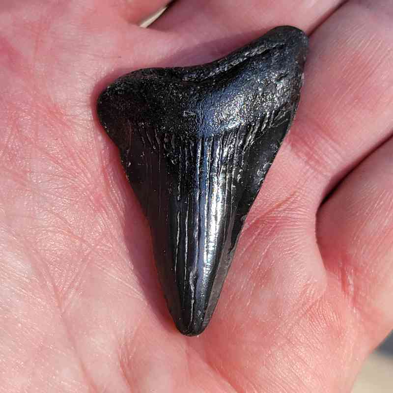 90% Complete Bargain Megalodon Teeth