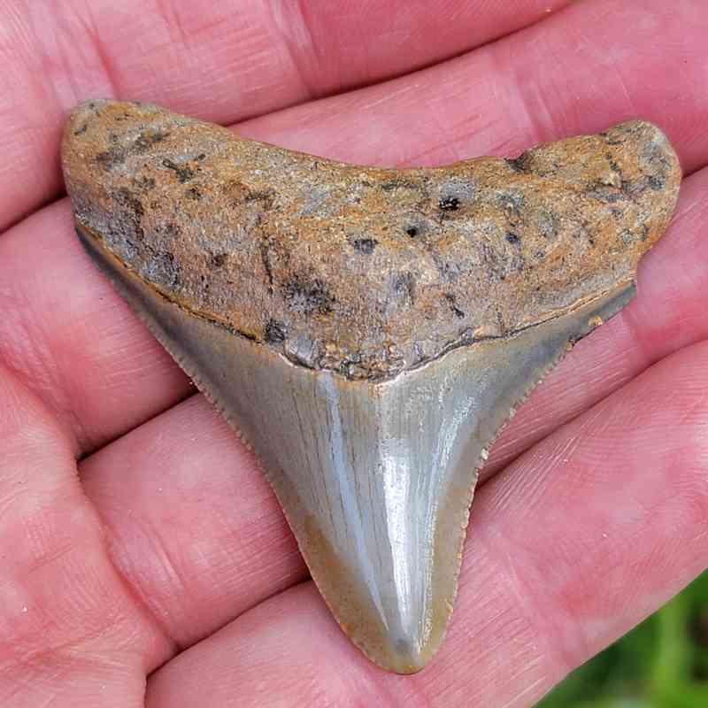 Megalodon Tooth