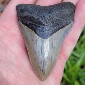 3 inch Megalodon Shark Tooth