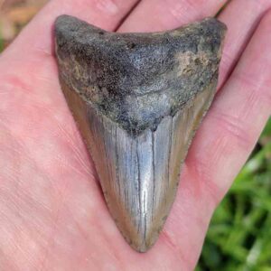 3 inch Megalodon Shark Tooth