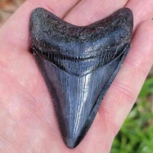 3 inch Megalodon Shark Tooth