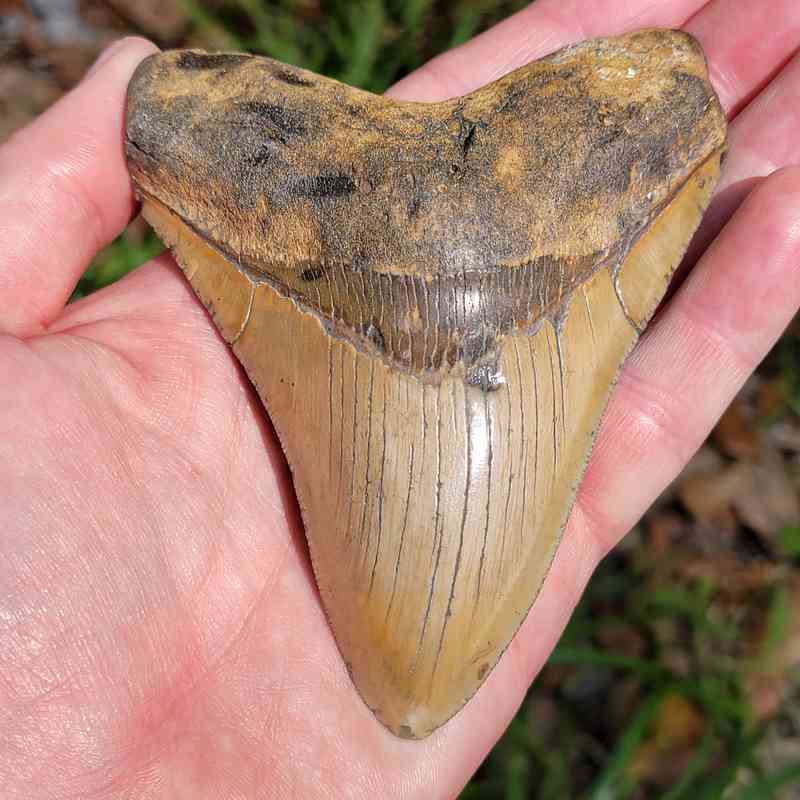 4.5 Inch Megalodon Shark Tooth