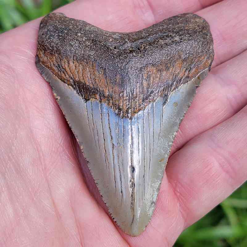 Megalodon Shark Tooth