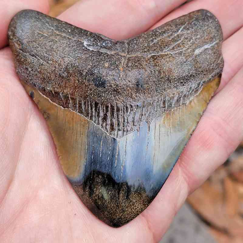 3 Inch Polished Megalodon Teeth