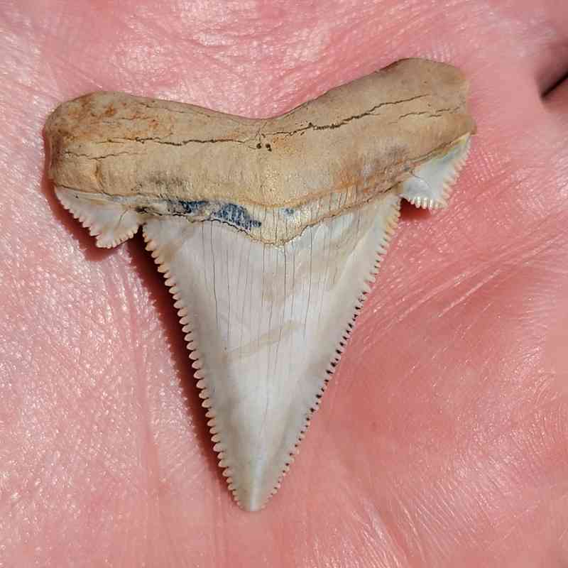 summerville sc angustiden shark tooth