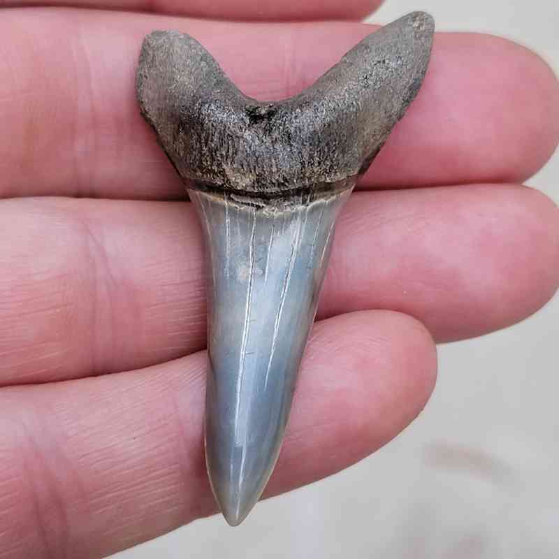 Fossil Mako Shark Tooth