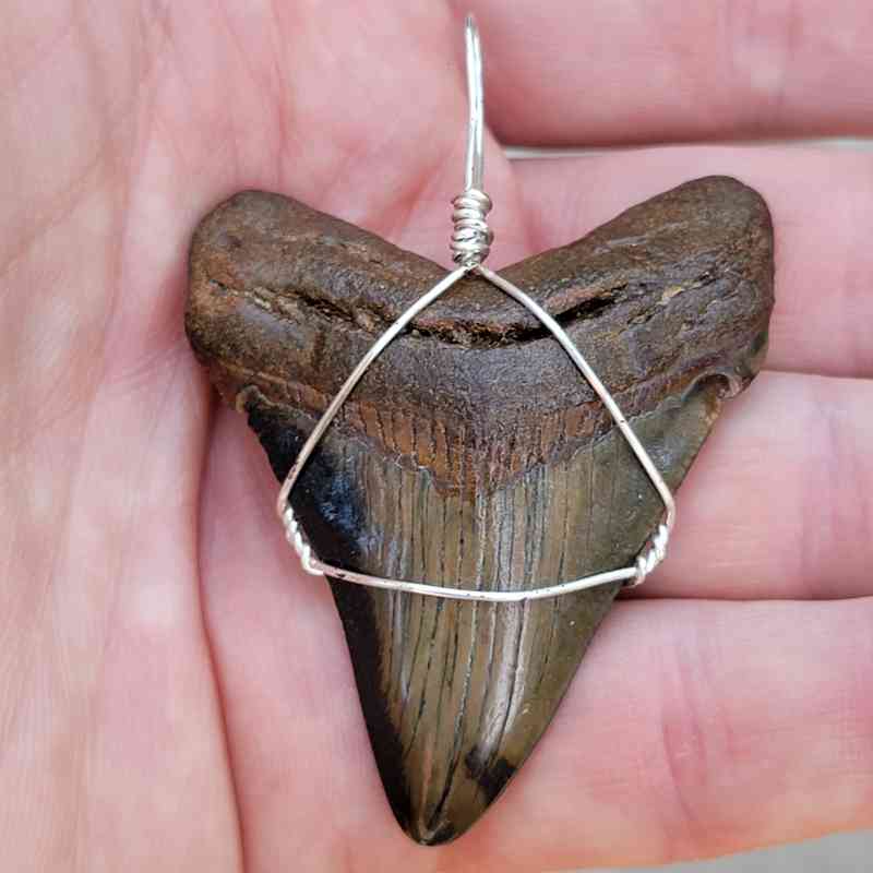 silver wire megalodon tooth