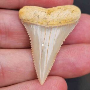 Chilean Great White Shark Tooth