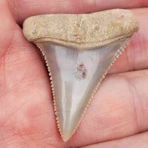 Chilean Great White Shark Tooth