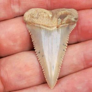 Chilean Great White Shark Tooth