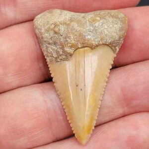 Chilean Great White Shark Tooth