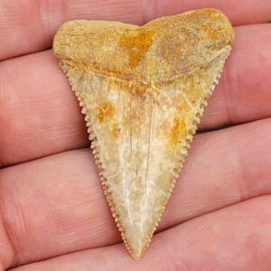 Chilean Great White Shark Tooth