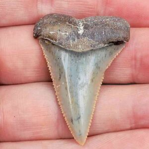 Chilean Great White Shark Tooth