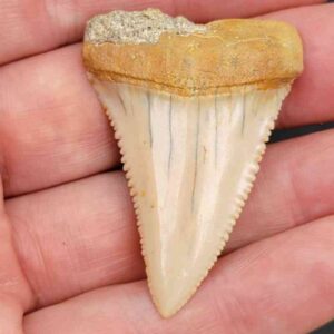 Chilean Great White Shark Tooth