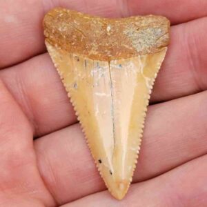 Chilean Great White Shark Tooth