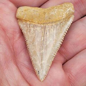 Chilean Great White Shark Tooth