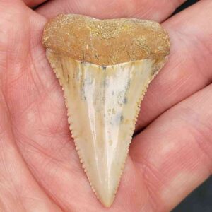 Chilean Great White Shark Tooth