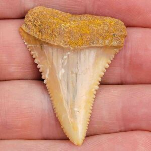 Chilean Great White Shark Tooth