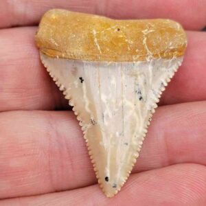 Chilean Great White Shark Tooth