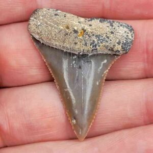 Chilean Great White Shark Tooth