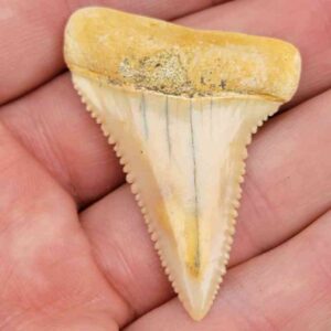 Chilean Great White Shark Tooth