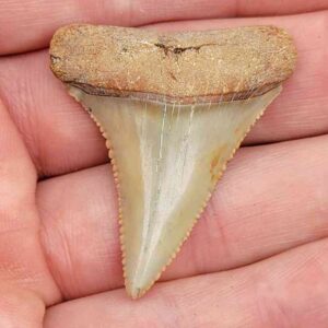 Chilean Great White Shark Tooth