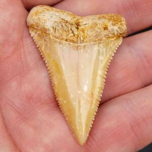 Chilean Great White Shark Tooth