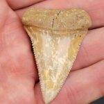 Chilean Great White Shark Tooth