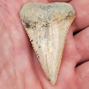 Chilean Great White Shark Tooth