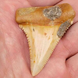 Chilean Great White Shark Tooth