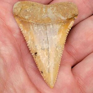 Chilean Great White Shark Tooth