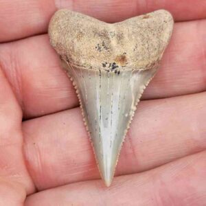 Chilean Great White Shark Tooth