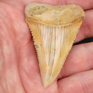 Chilean Great White Shark Tooth