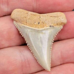 Chilean Great White Shark Tooth