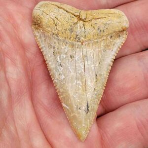 Chilean Great White Shark Tooth