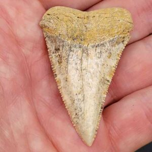 Chilean Great White Shark Tooth