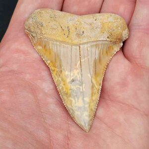 Chilean Great White Shark Tooth