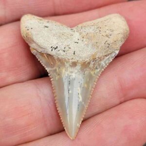 Chilean Great White Shark Tooth